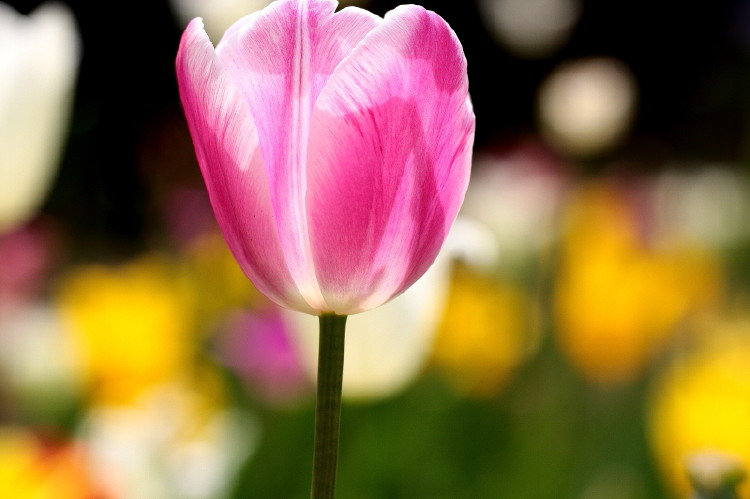 那年郁金香节