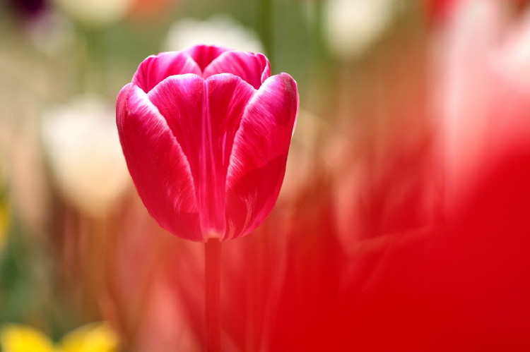 那年郁金香节