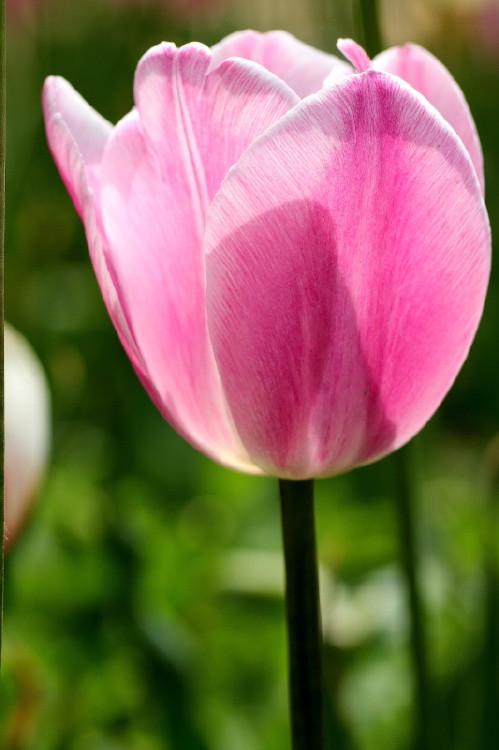 那年郁金香节