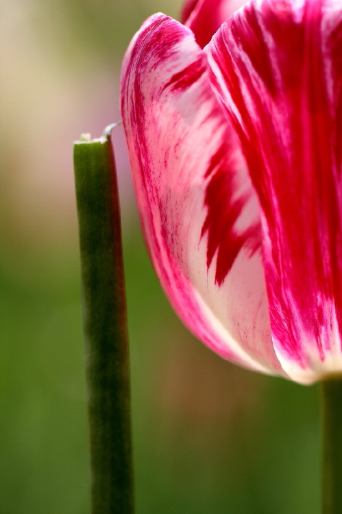 那年郁金香节