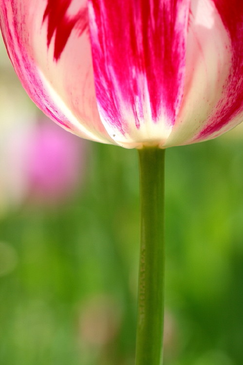 那年郁金香节