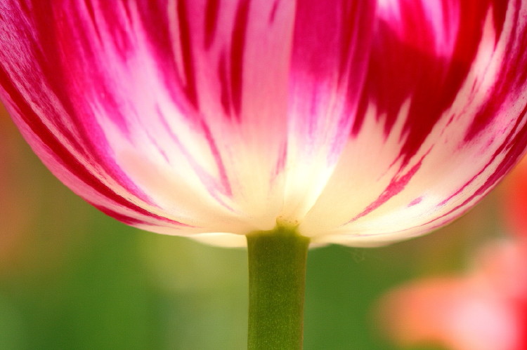 那年郁金香节