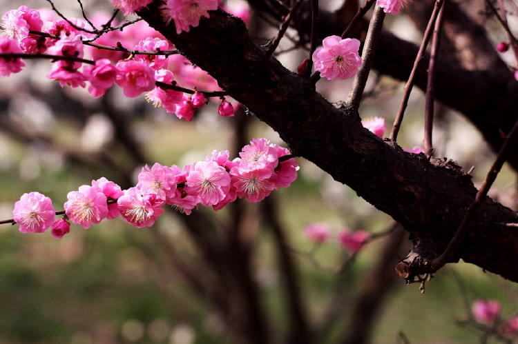 梅花杂片