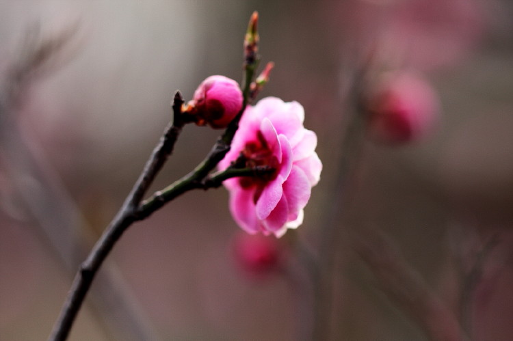 梅花杂片