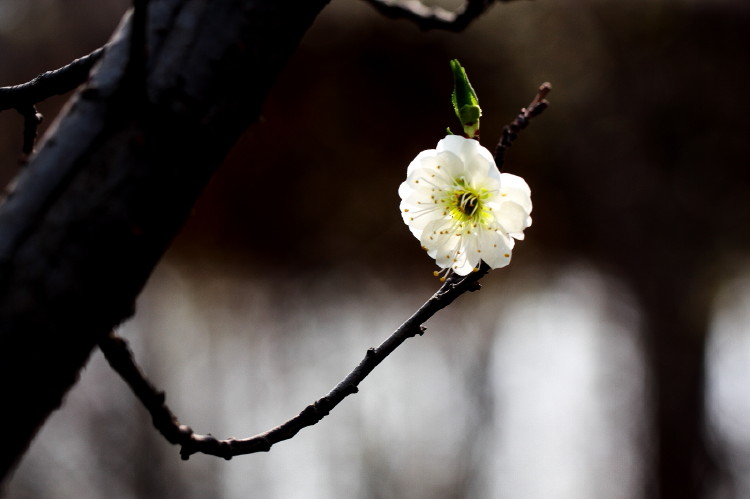 梅花杂片