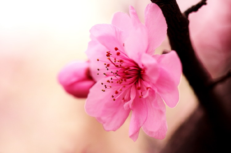 梅花杂片