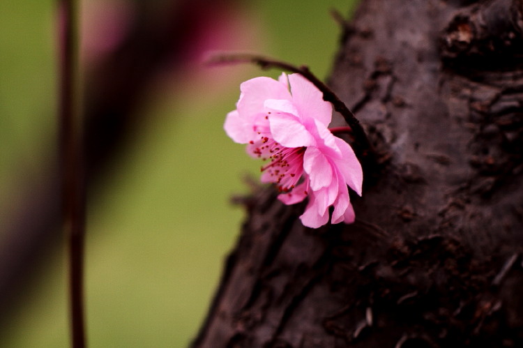梅花杂片