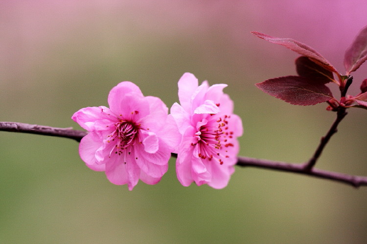 梅花杂片
