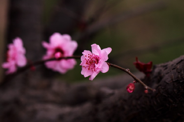 梅花杂片