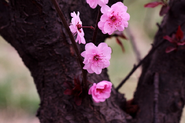 梅花杂片