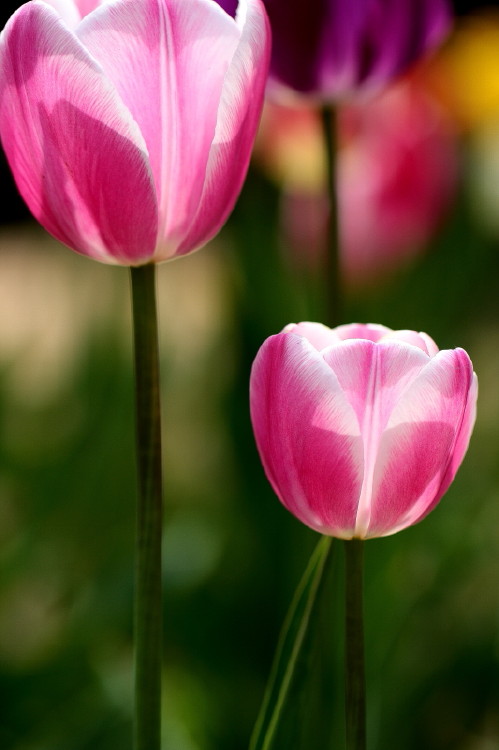 那年郁金香节