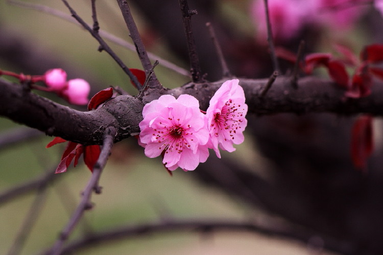 梅花杂片