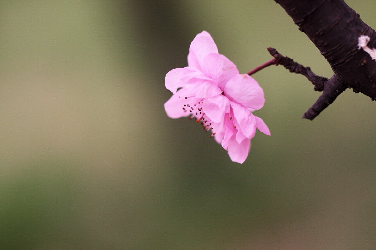 梅花杂片