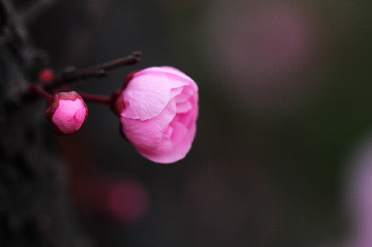 梅花杂片