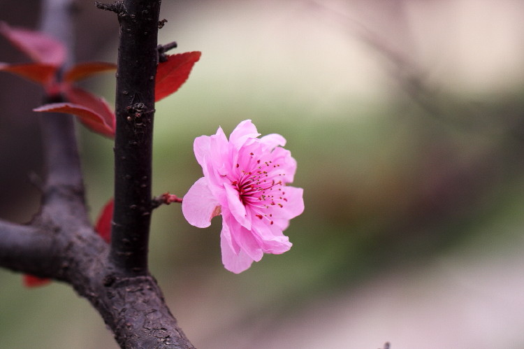 梅花杂片