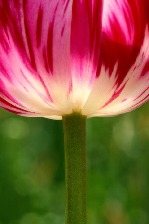 那年郁金香节