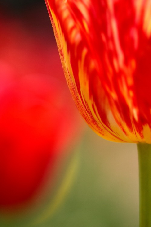 那年郁金香节