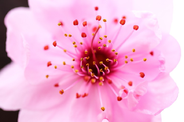 梅花杂片