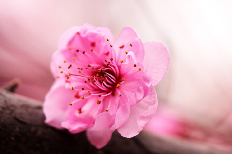 梅花杂片