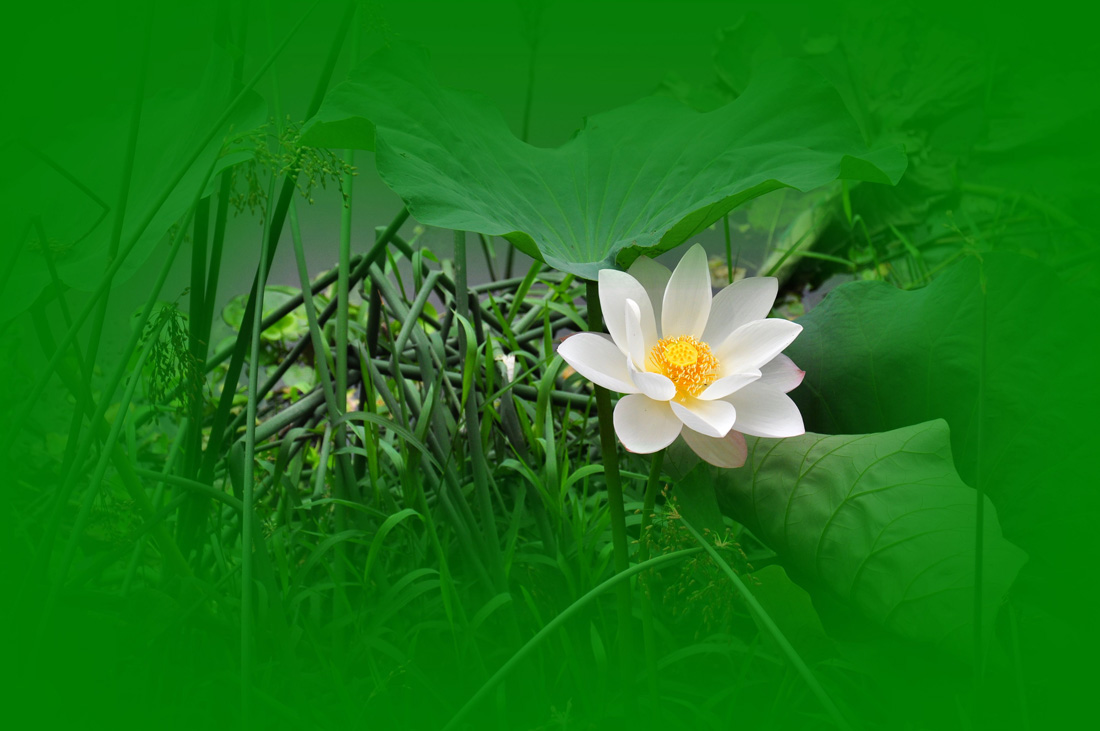 新蕾新荷
