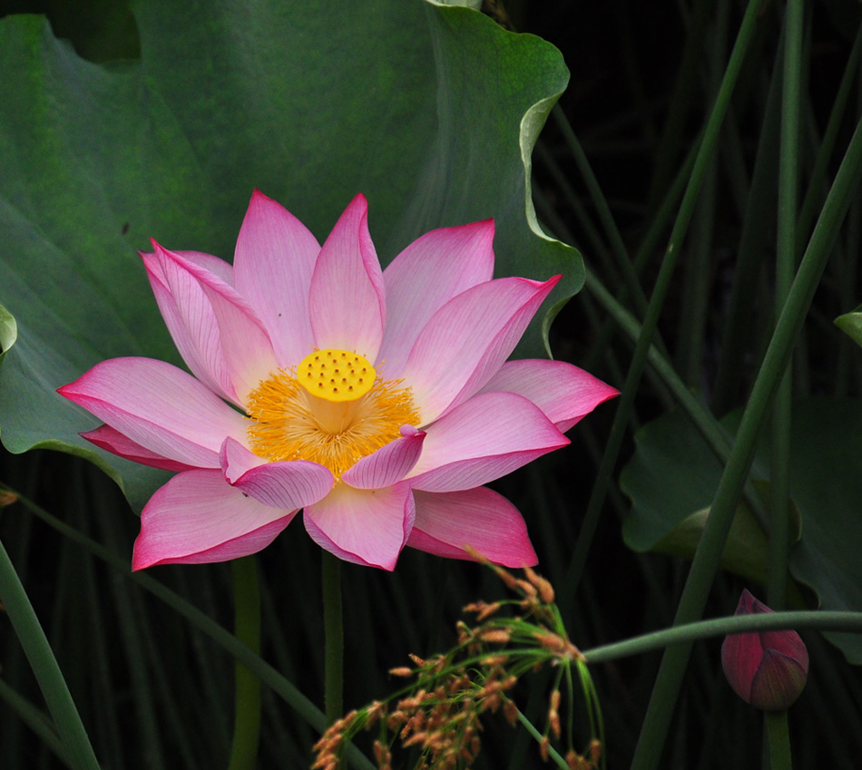 新蕾新荷