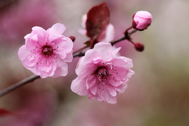 梅花杂片