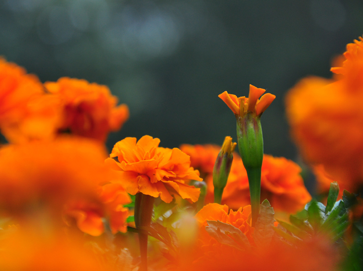 雏菊