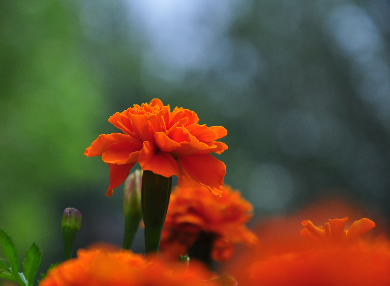 雏菊