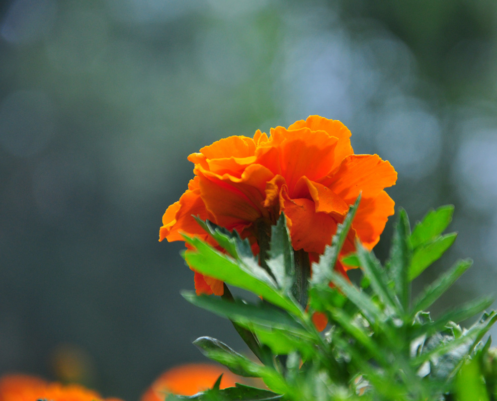 雏菊