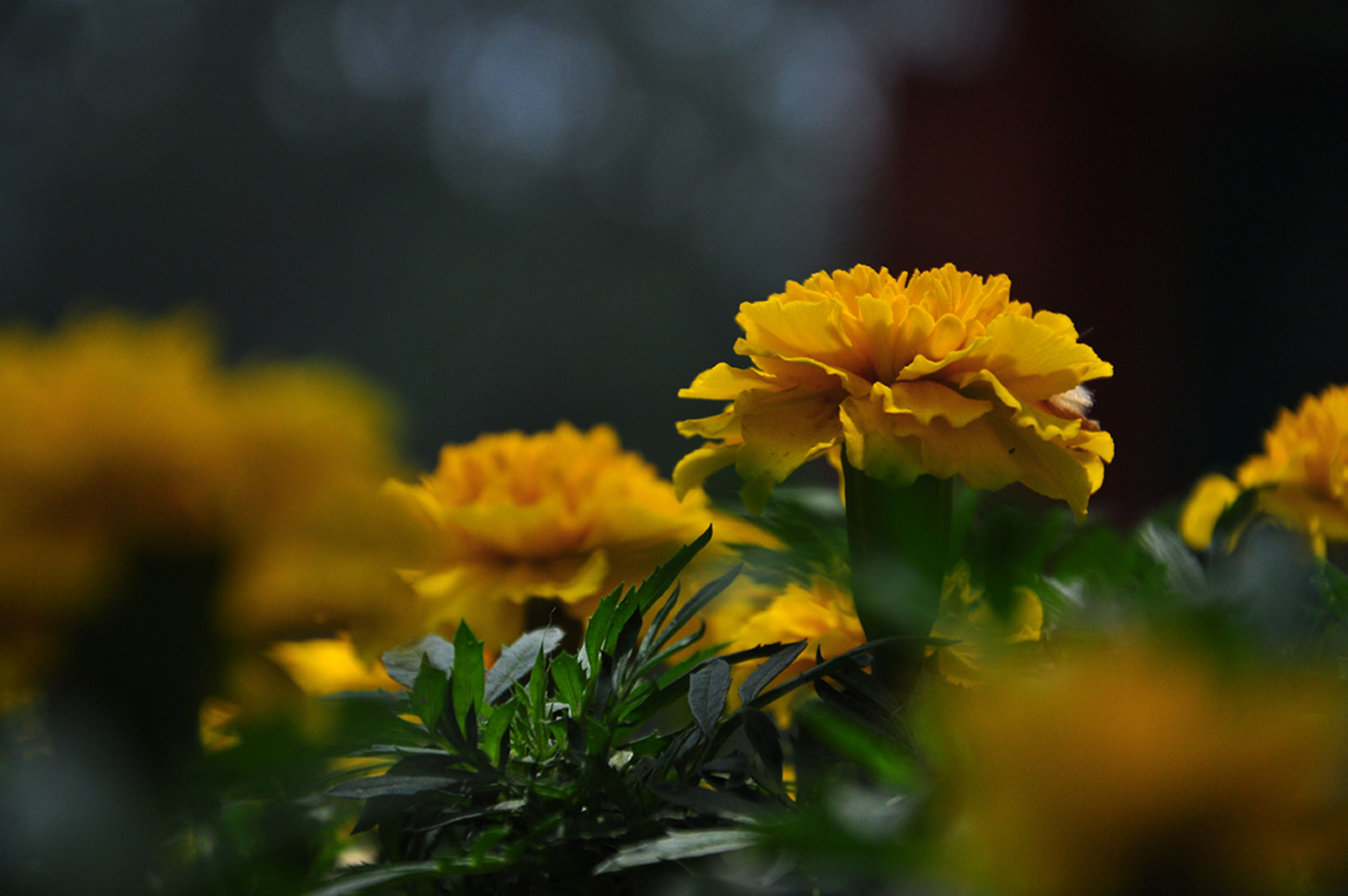 雏菊