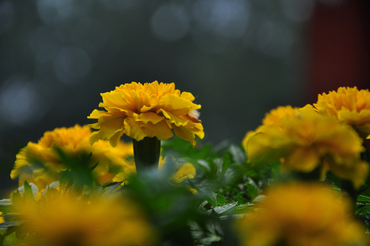 雏菊