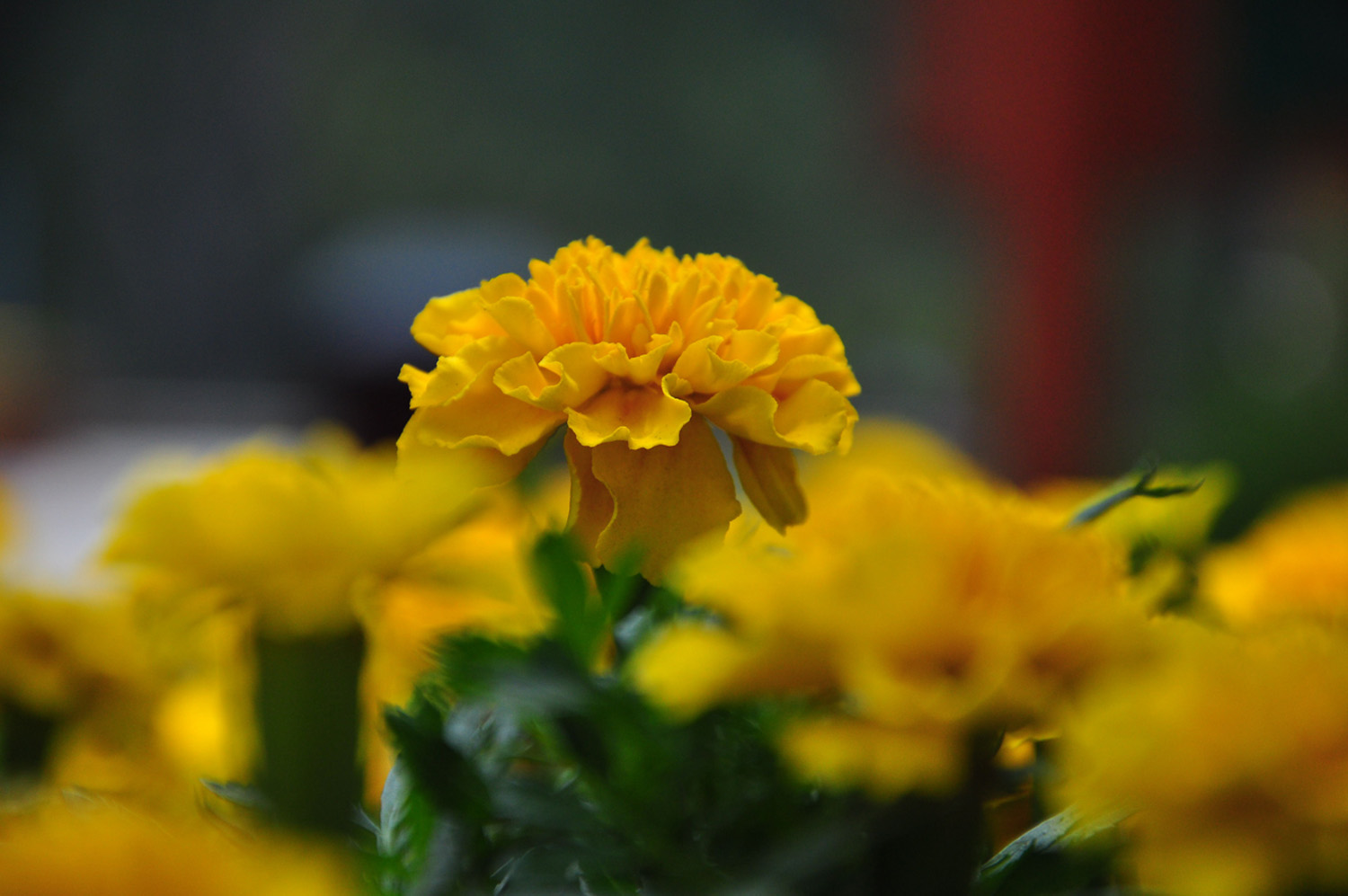 雏菊