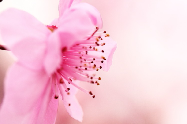 梅花杂片