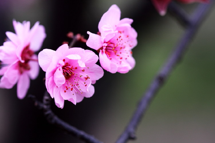 梅花杂片