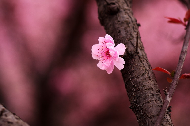 梅花杂片
