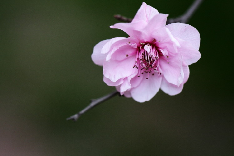 梅花杂片