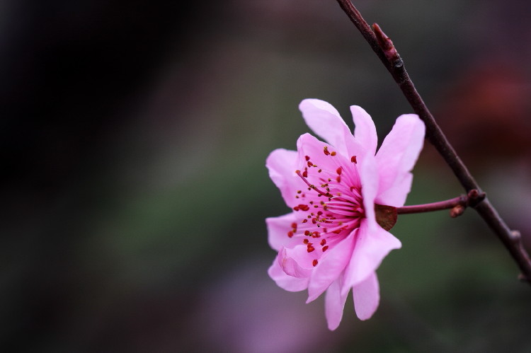 梅花杂片