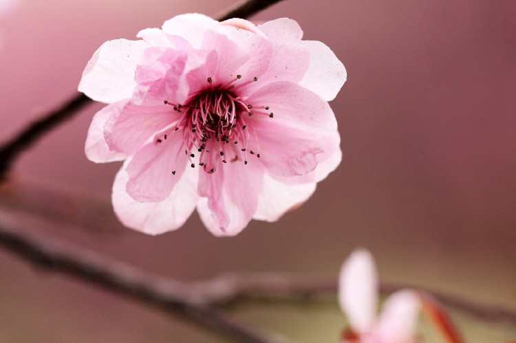 梅花杂片