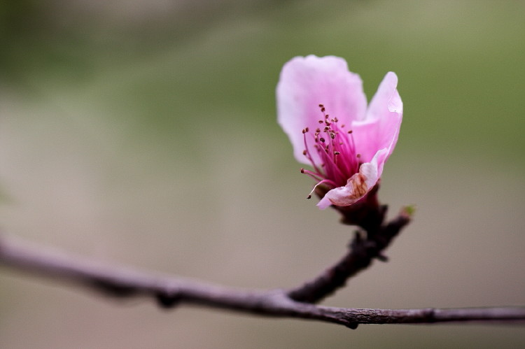梅花杂片