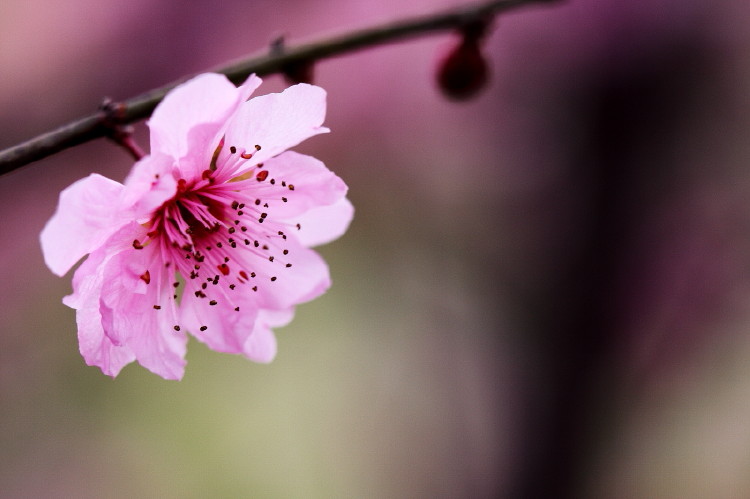 梅花杂片