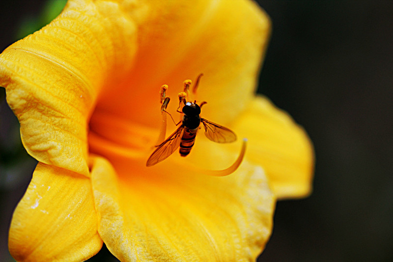 采花者