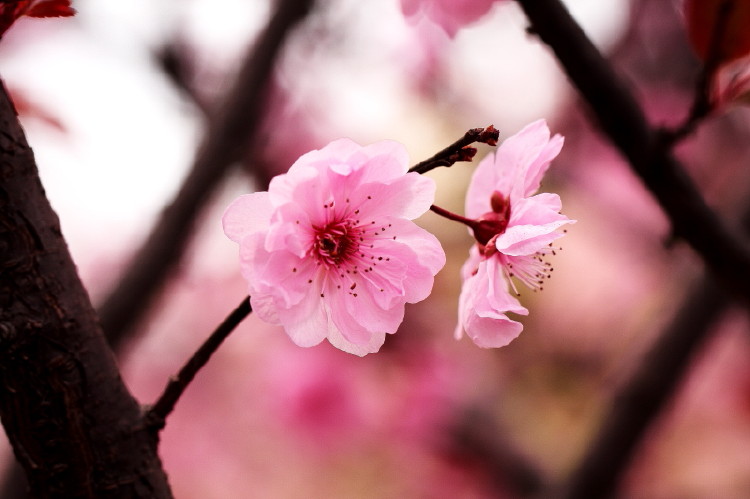 梅花杂片