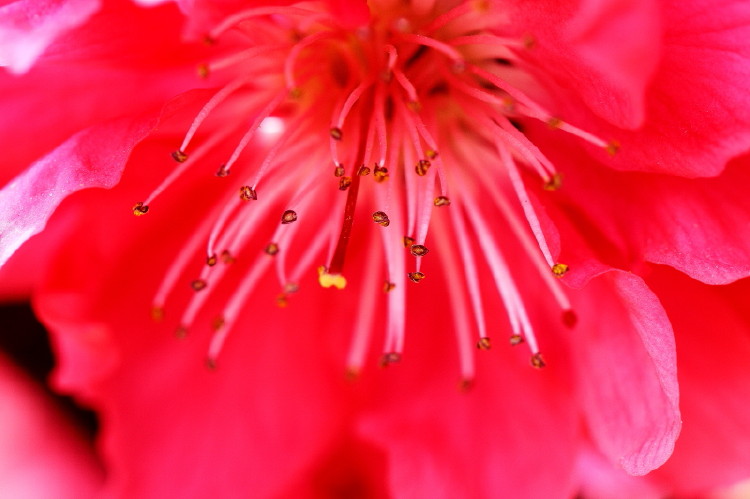 梅花杂片