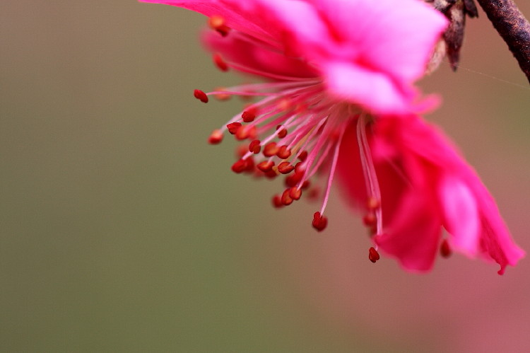 梅花杂片