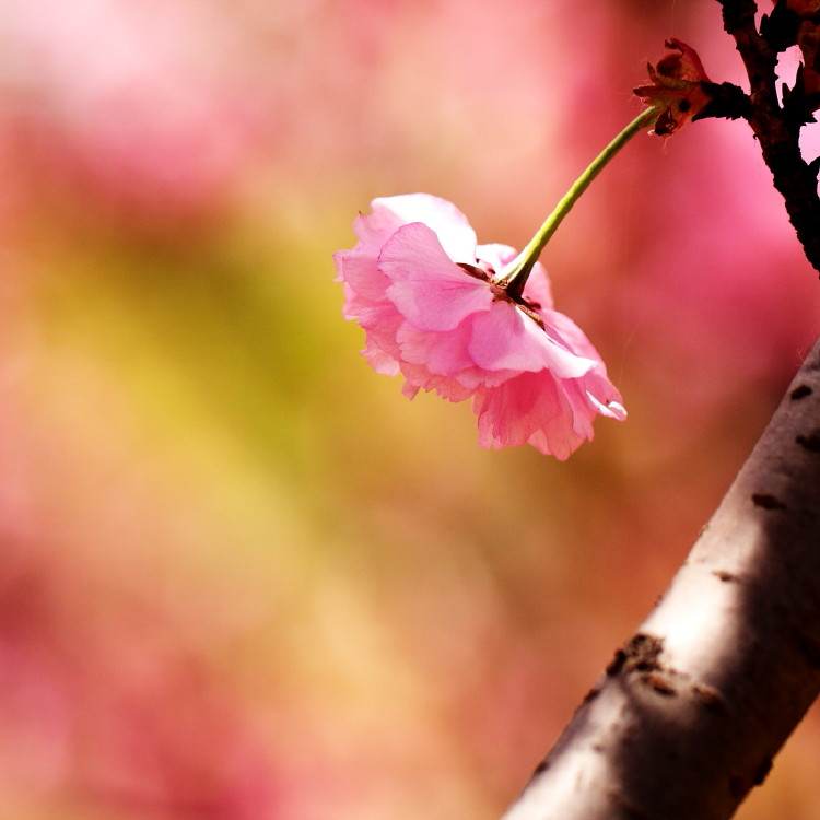 几张樱花