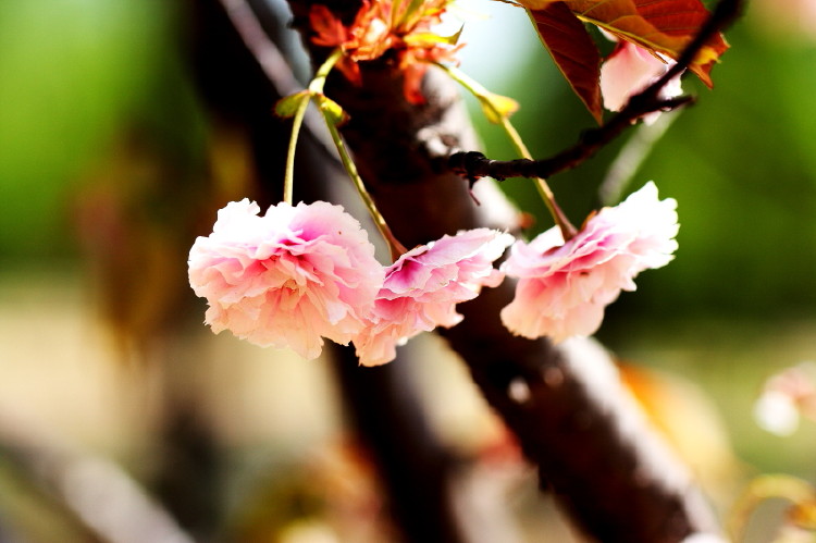 几张樱花