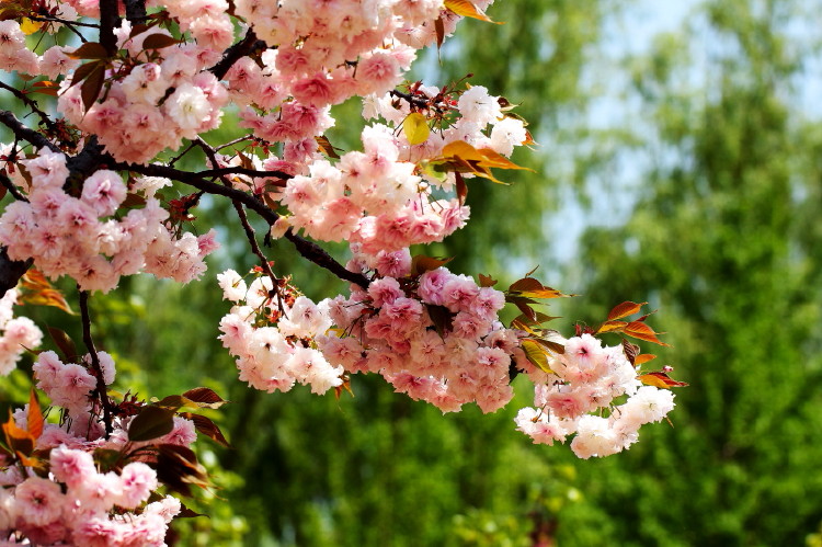 几张樱花