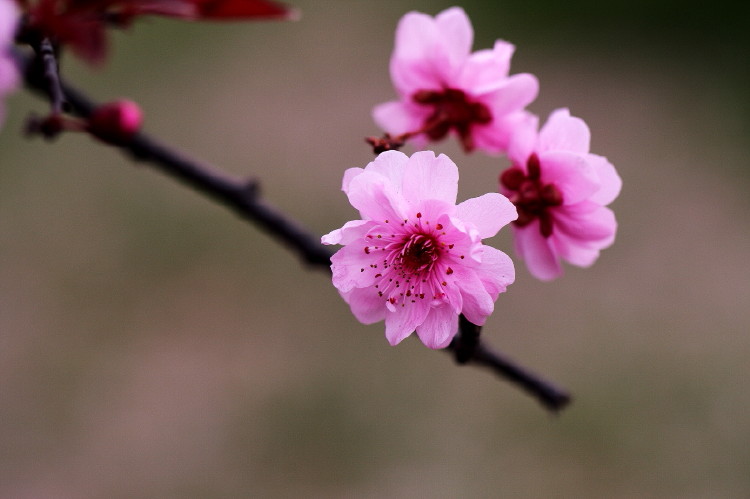 梅花杂片