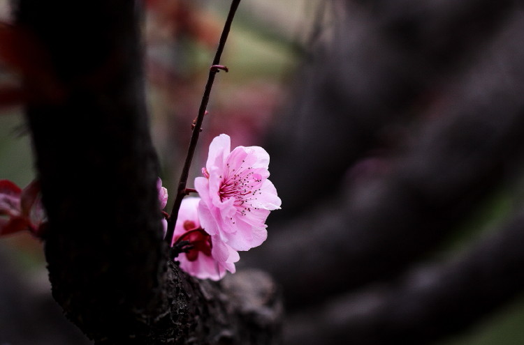 梅花杂片