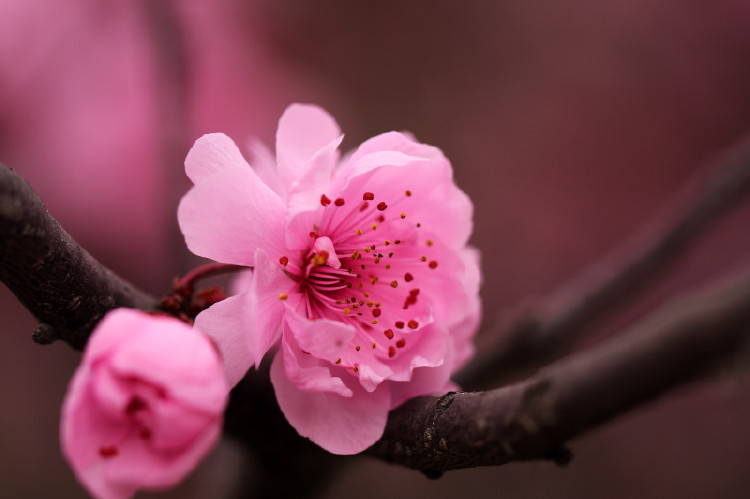 梅花杂片